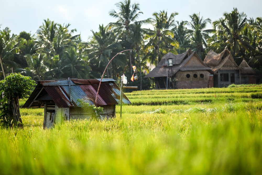 Bali rice terrace green