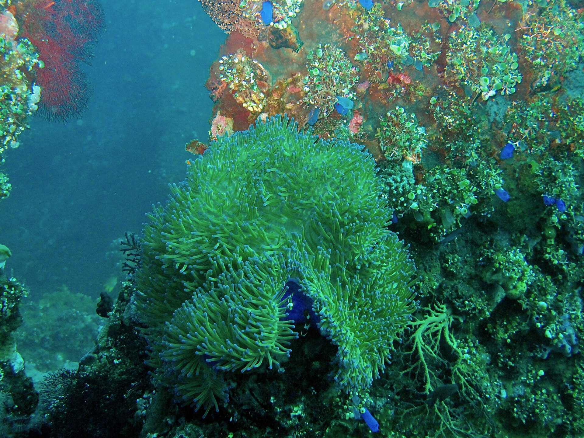 USAT Liberty wreck Tulamben