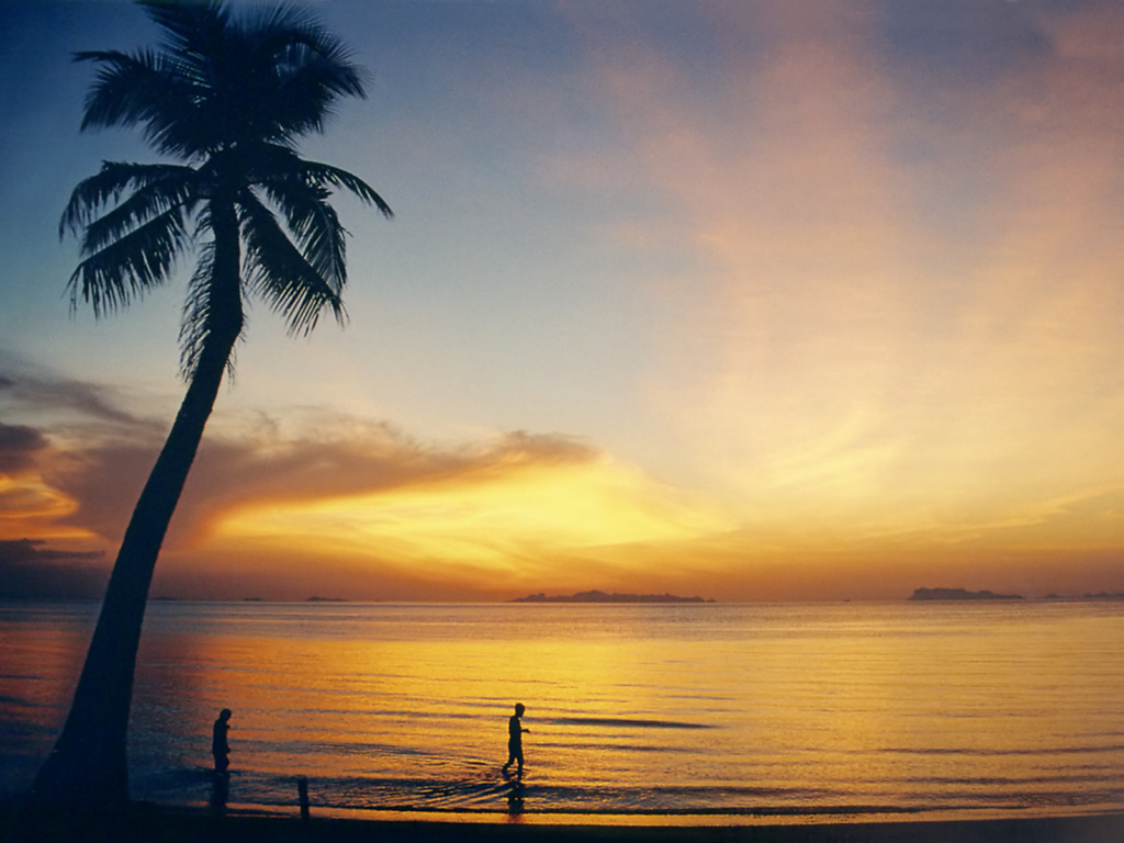 Koh Samui beach Thailand palm