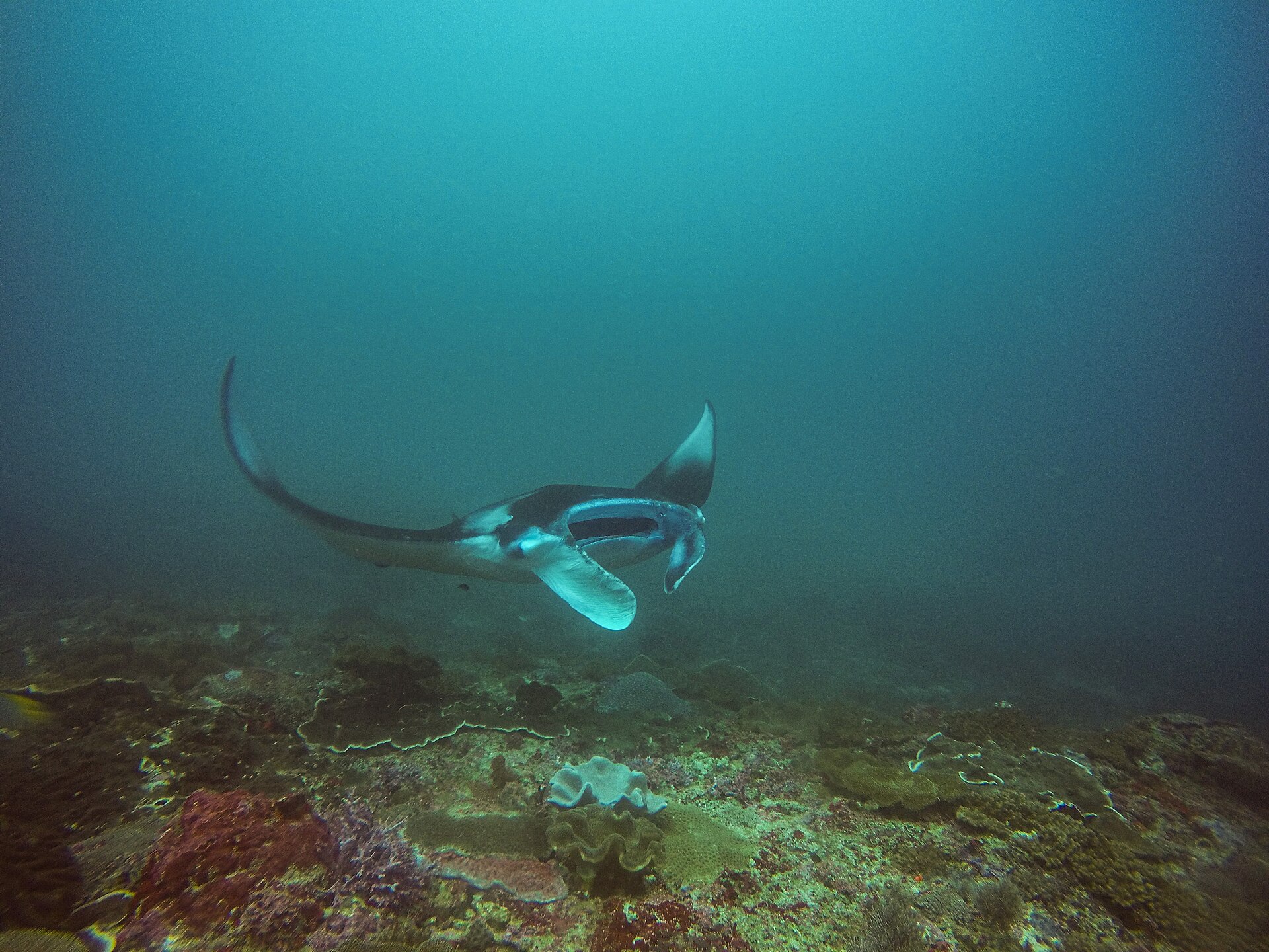 manta ray Bali diving