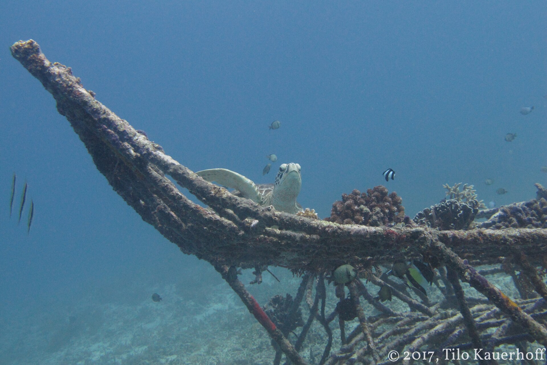 sea turtle snorkelling Gili