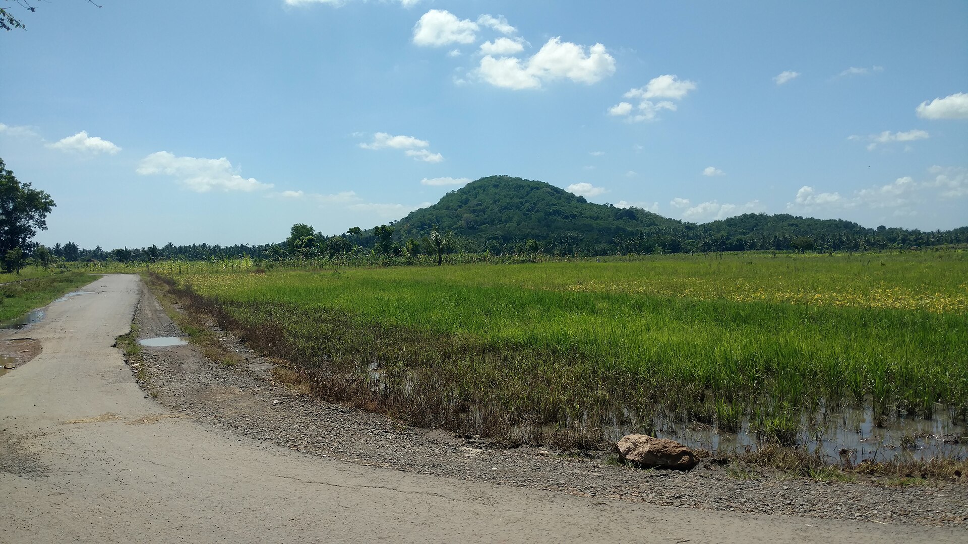 Lombok rice