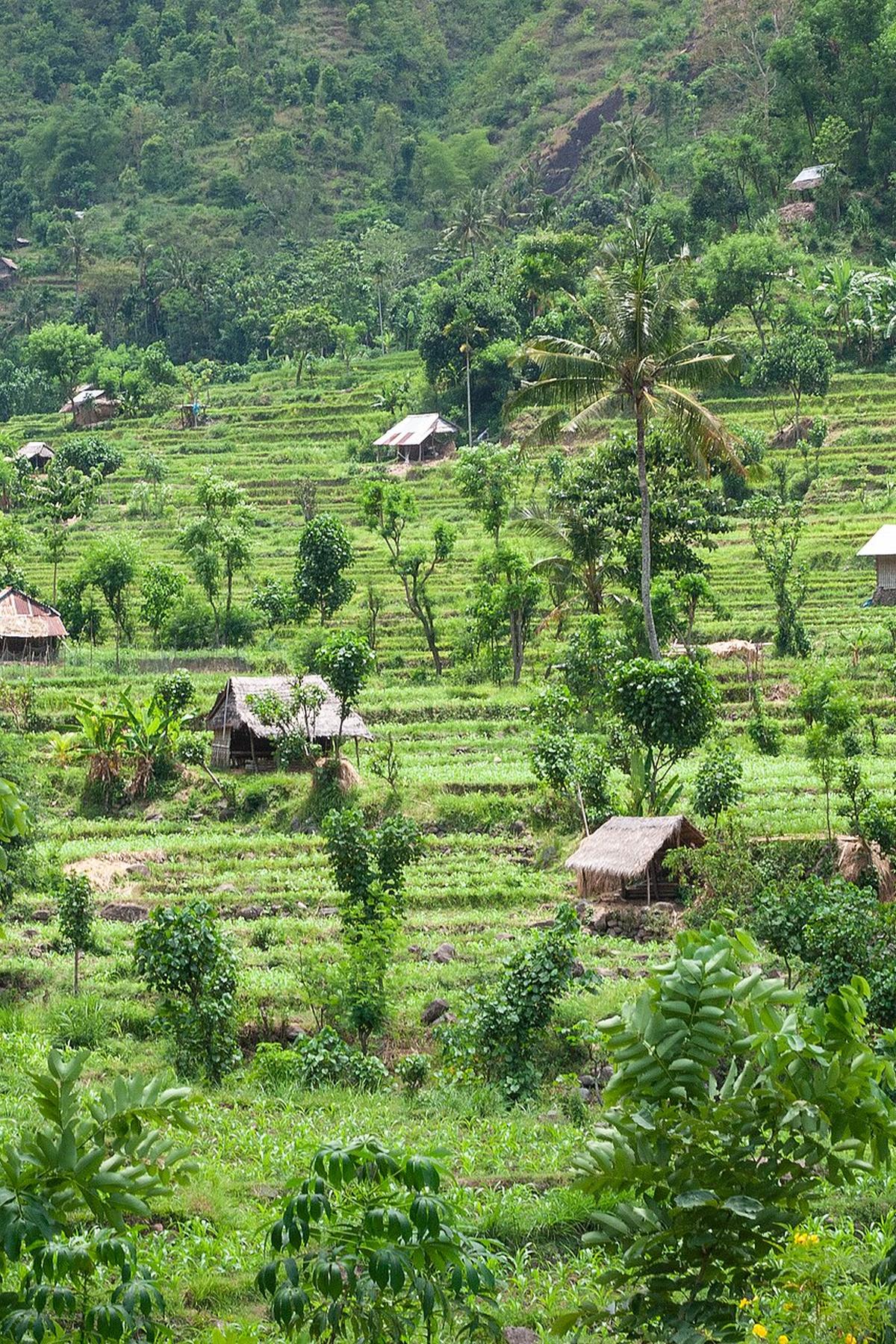 Bali rice terrace