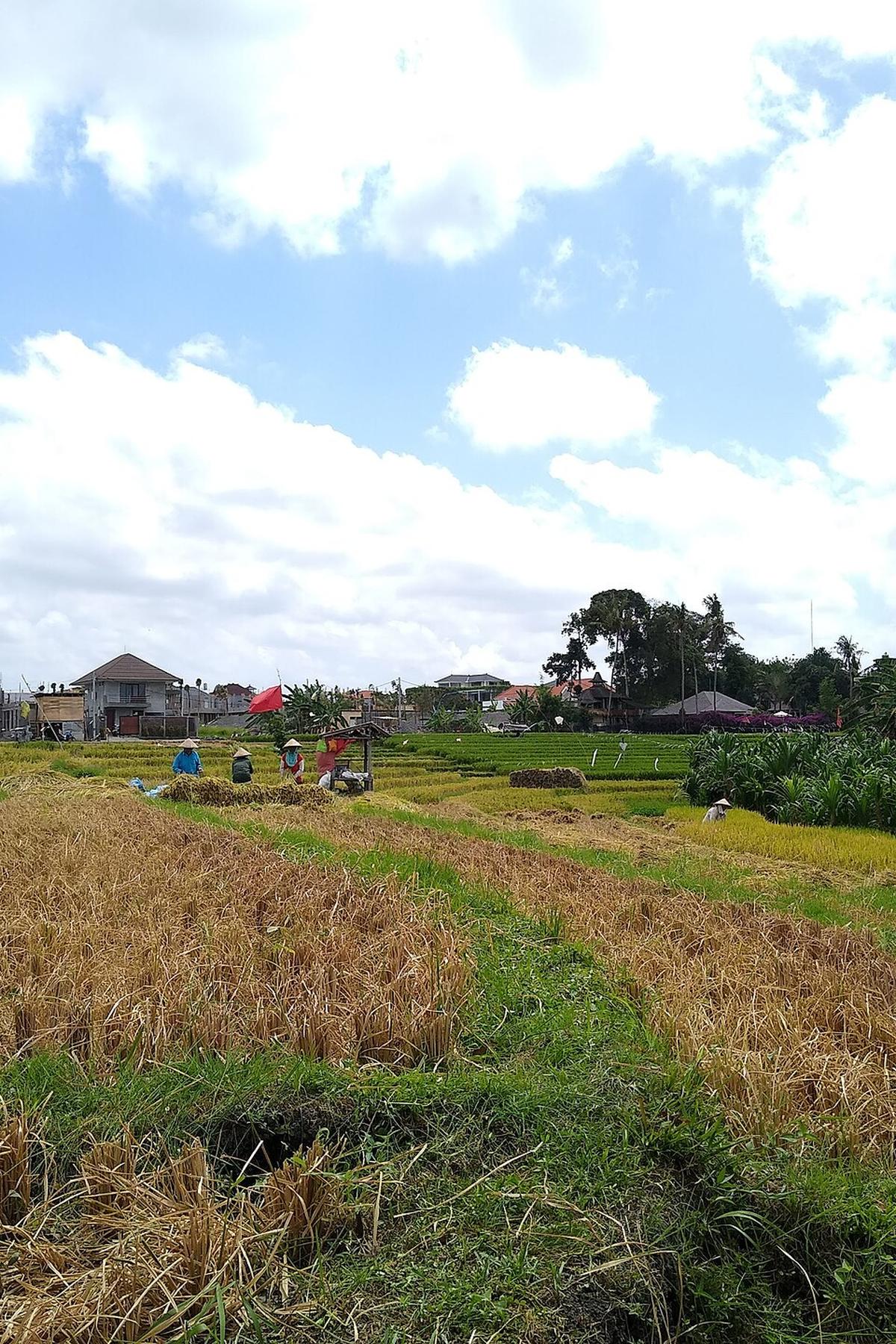 Canggu Bali rice
