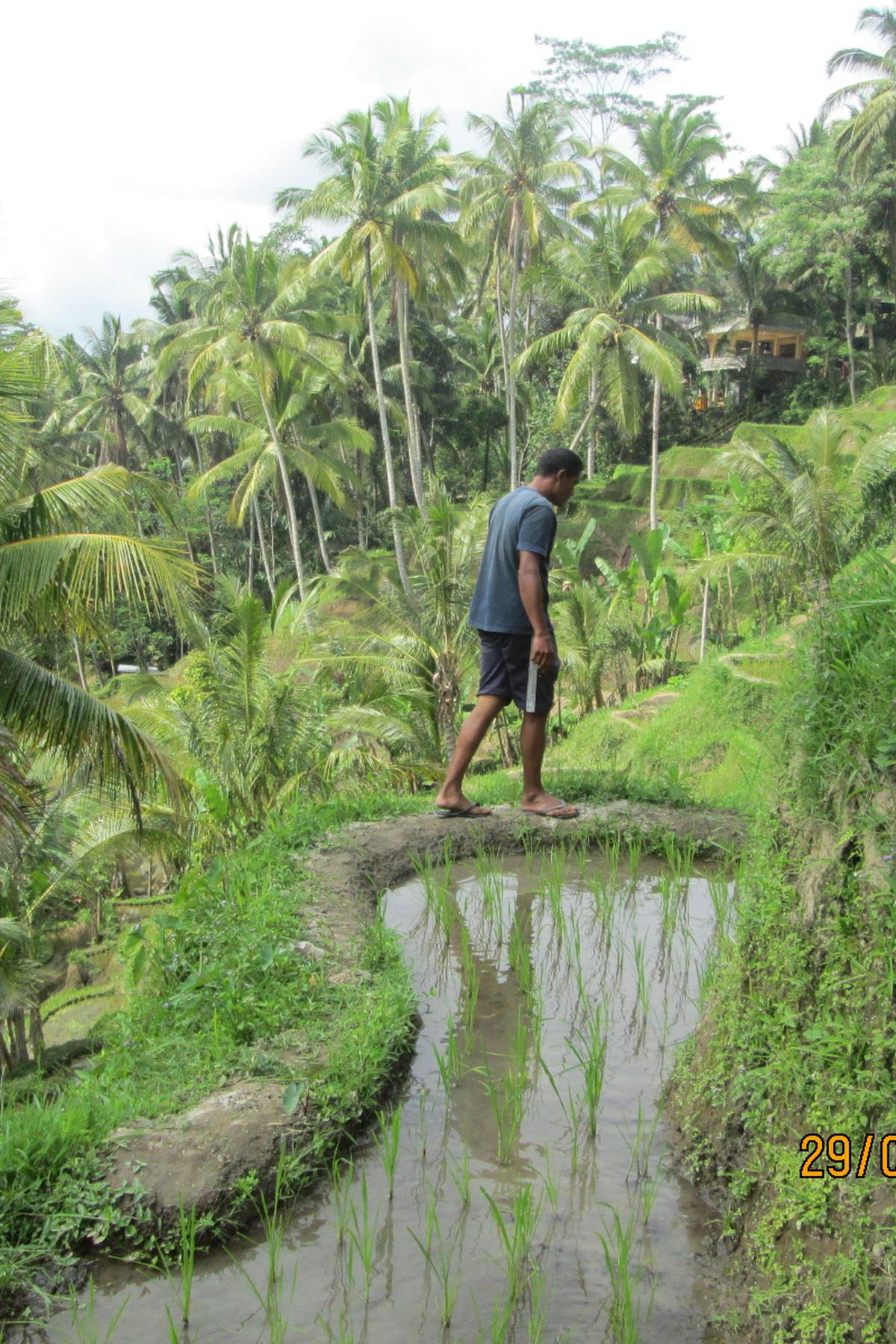 Ubud rice terrace Bali