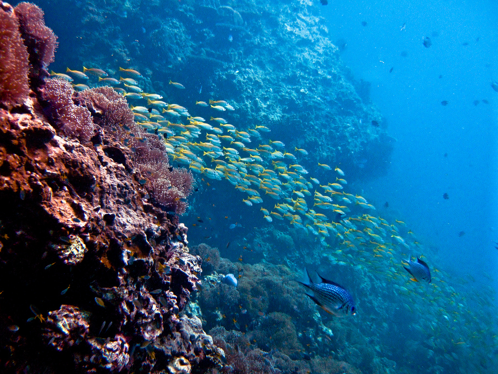 scuba diving coral Thailand